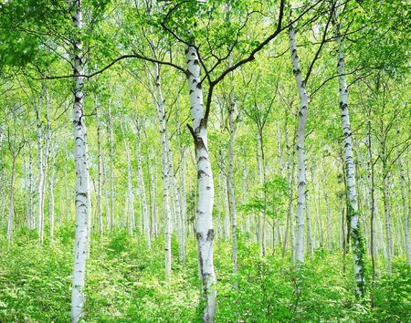 Forestの写真素材