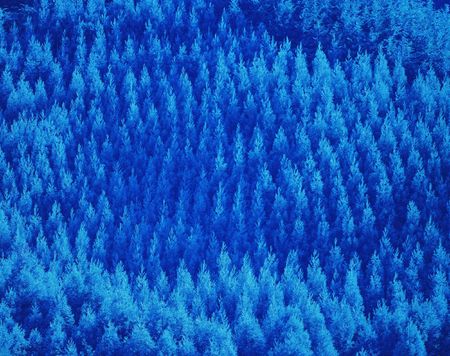 Forestの写真素材