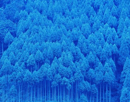 Forestの写真素材