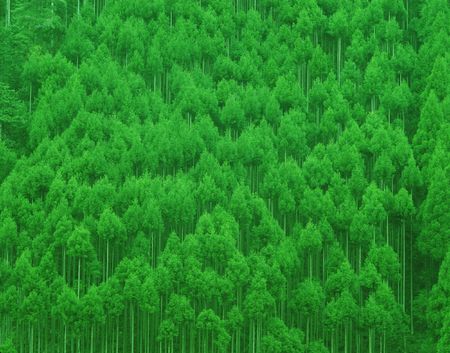 Forestの写真素材