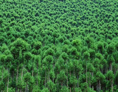 Forestの写真素材