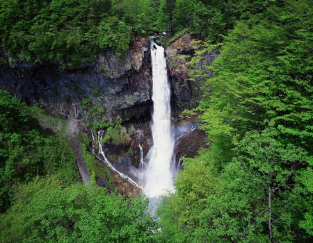 Forestの写真素材