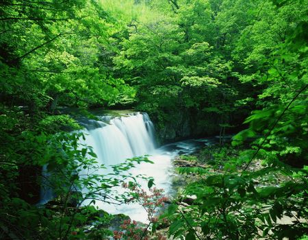 Forestの写真素材