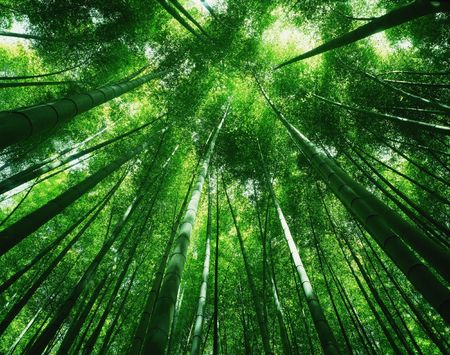Forestの写真素材