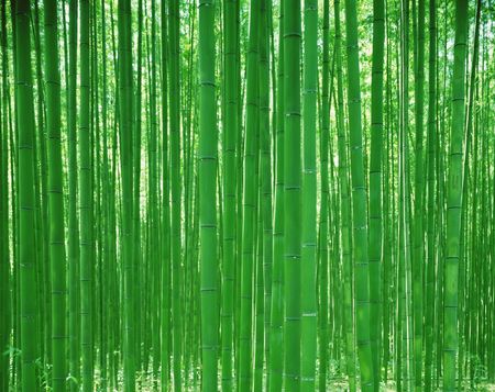 Forestの写真素材