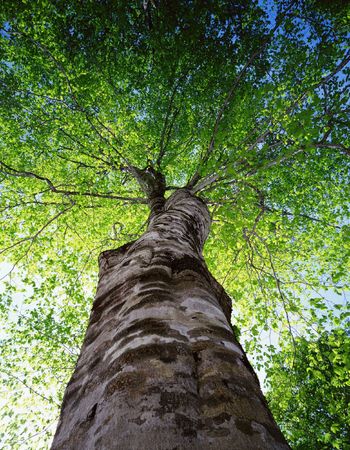 Forestの写真素材