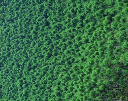 Forestの写真素材