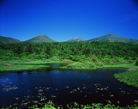 Forestの写真素材