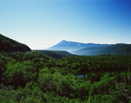 Forestの写真素材
