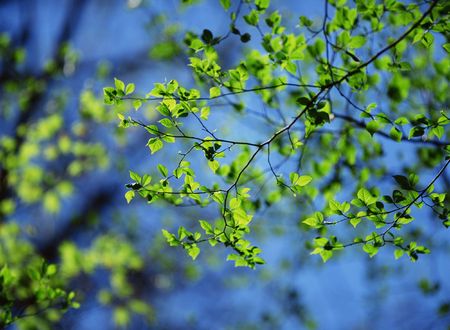 Forestの写真素材