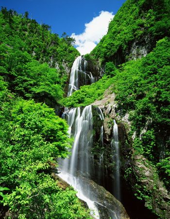 Forestの写真素材
