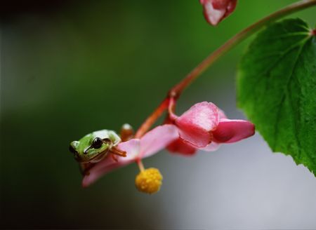 Frogの写真素材