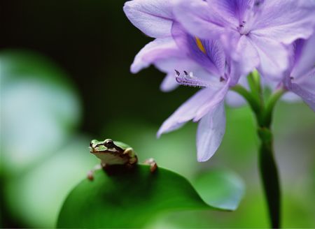 Frogの写真素材