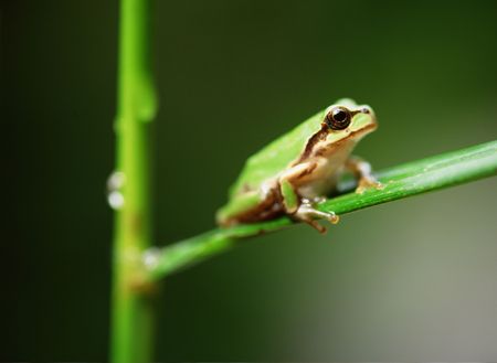 Frogの写真素材