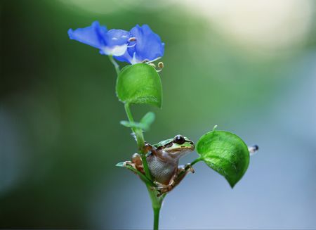 Frogの写真素材
