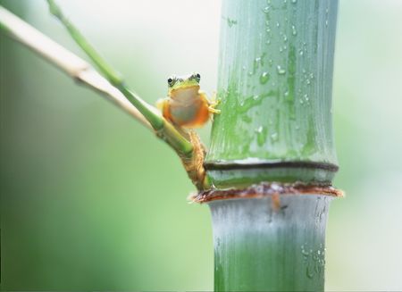 Frogの写真素材
