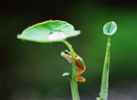 Frogの写真素材