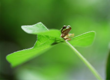 Frog