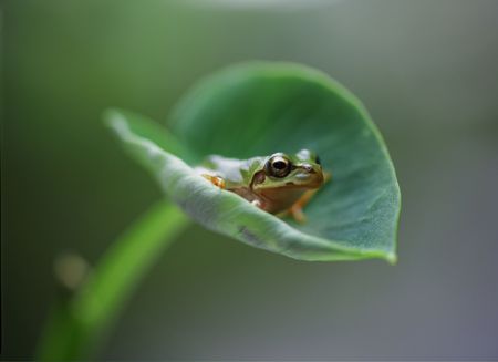 Frogの写真素材