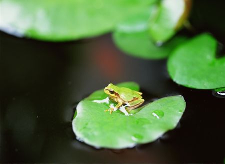 Frogの写真素材