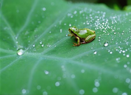 Frog