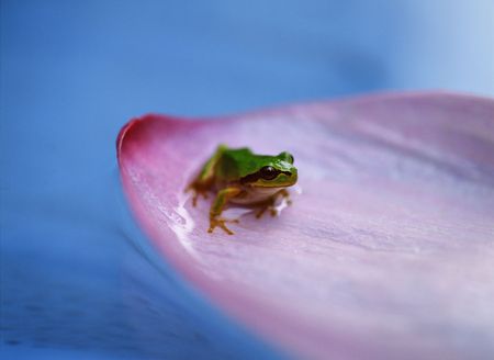 Frogの写真素材