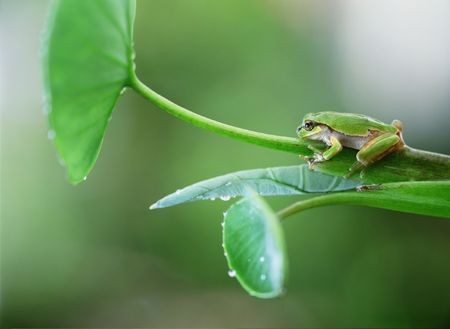 Frogの写真素材