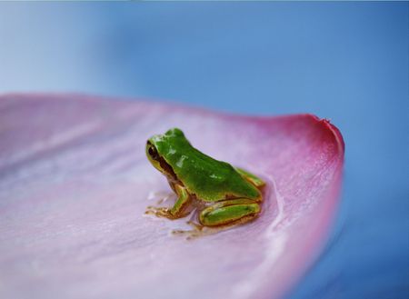 Frogの写真素材