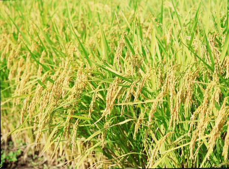Cropの写真素材