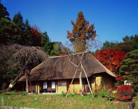 Forestの写真素材