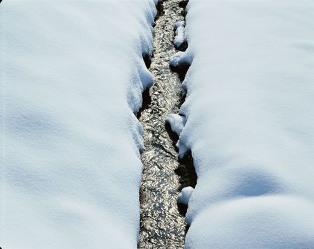 Forestの写真素材