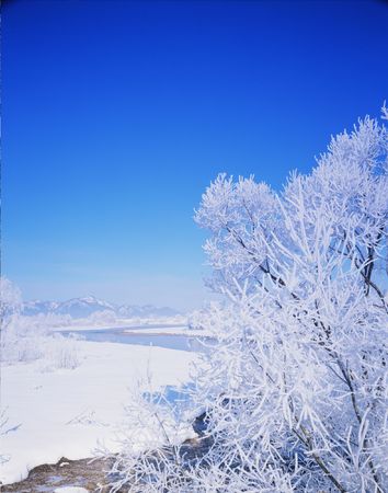 Forestの写真素材