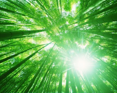 Forestの写真素材