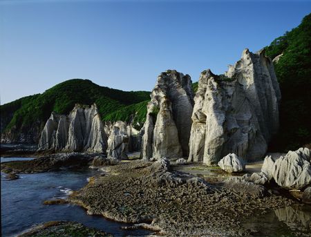 Forestの写真素材