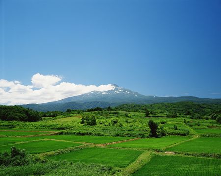 Forestの写真素材
