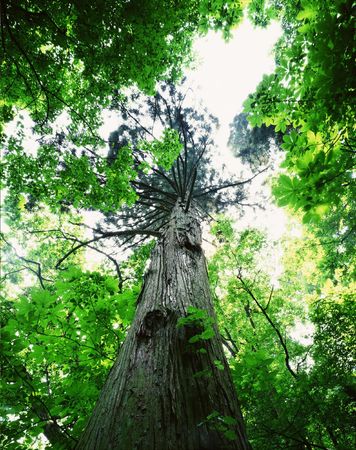 Forestの写真素材