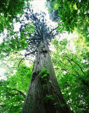 Forestの写真素材