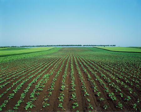 Fieldの写真素材
