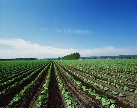 Fieldの写真素材