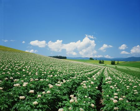 Fieldの写真素材