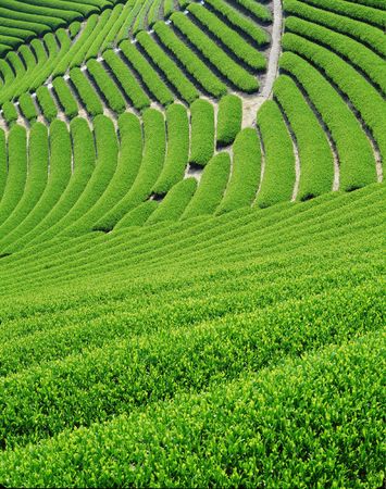 Fieldの写真素材