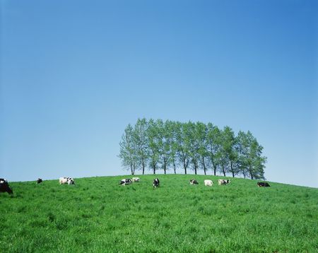 Fieldの写真素材