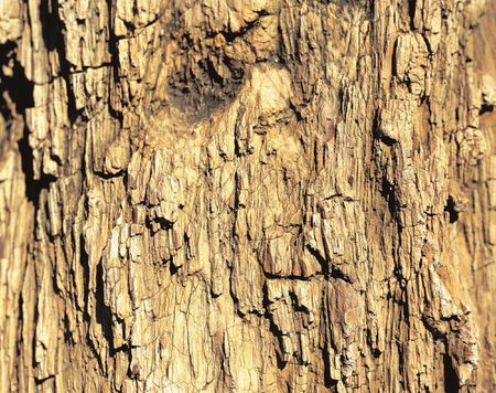 Wood Image