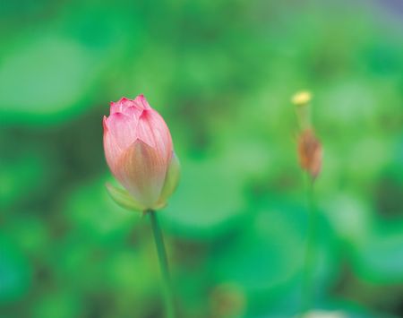 Water Lilyの写真素材