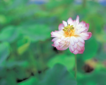 Water Lilyの写真素材