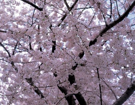 Wild Flowersの写真素材