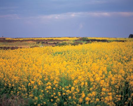 Wild Flowersの写真素材