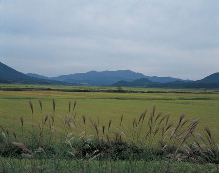 Rice Fieldの写真素材
