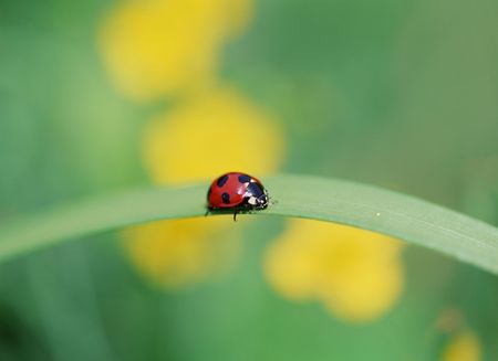 Ladybird
