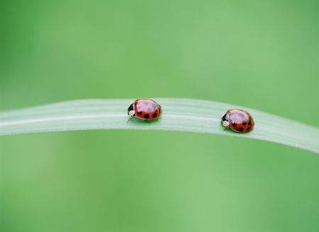 Ladybirdの写真素材